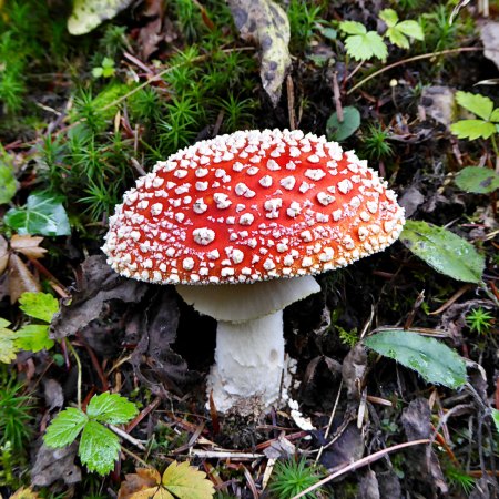 A large red mushroom with spiky white spots all over it, growing in a forested setting.